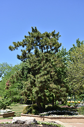 Japanese Black Pine (Pinus thunbergii) at Bayport Flower Houses