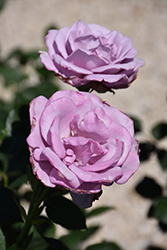 Blue Girl Rose (Rosa 'Blue Girl') at Bayport Flower Houses