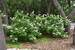 Oakleaf Hydrangea (Hydrangea quercifolia) at Bayport Flower Houses