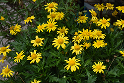 Sonnenschein African Bush Daisy (Euryops chrysanthemoides 'Sonnenschein') at Bayport Flower Houses