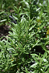 Spice Islands Rosemary (Rosmarinus officinalis 'Spice Islands') at Bayport Flower Houses