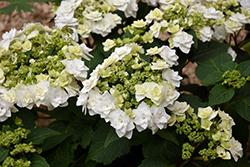 Wedding Gown Hydrangea (Hydrangea macrophylla 'Dancing Snow') at Bayport Flower Houses