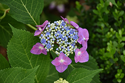 Seaside Serenade Cape May Hydrangea (Hydrangea serrata 'SMMAKF2MT') at Bayport Flower Houses