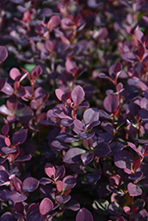 Sunjoy Todo Japanese Barberry (Berberis 'NCBX1') at Bayport Flower Houses