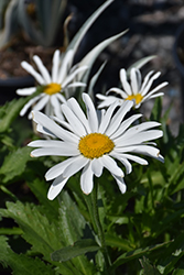 Lucille White Shasta Daisy (Leucanthemum x superbum 'Lucille White') at Bayport Flower Houses