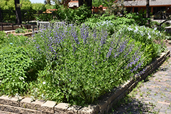 Blue Wild Indigo (Baptisia australis) at Bayport Flower Houses