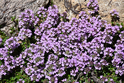 Purple Carpet Creeping Thyme (Thymus praecox 'Purple Carpet') at Bayport Flower Houses