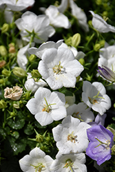 Rapido White Bellflower (Campanula carpatica 'Rapido White') at Bayport Flower Houses