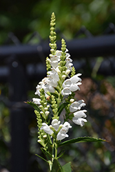 Crystal Peak White Obedient Plant (Physostegia virginiana 'Crystal Peak White') at Bayport Flower Houses
