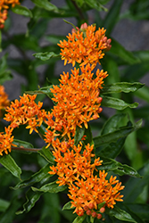 Butterfly Weed (Asclepias tuberosa) at Bayport Flower Houses
