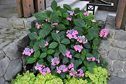 Seaside Serenade Cape May Hydrangea (Hydrangea serrata 'SMMAKF2MT') at Bayport Flower Houses