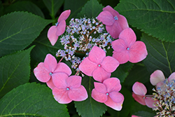 Seaside Serenade Cape May Hydrangea (Hydrangea serrata 'SMMAKF2MT') at Bayport Flower Houses