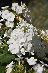Volcano White Garden Phlox (Phlox paniculata 'Barthirtytwo') at Bayport Flower Houses