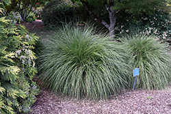 Hameln Dwarf Fountain Grass (Pennisetum alopecuroides 'Hameln') at Bayport Flower Houses