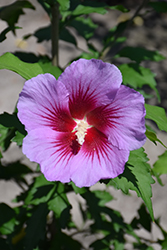 Purple Pillar Rose of Sharon (Hibiscus syriacus 'Gandini Santiago') at Bayport Flower Houses