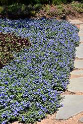 Blue My Mind Morning Glory (Evolvulus 'USEVO1201') at Bayport Flower Houses
