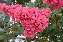 Tuscarora Crapemyrtle (Lagerstroemia 'Tuscarora') at Bayport Flower Houses