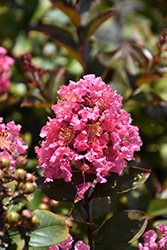 Coral Magic Crapemyrtle (Lagerstroemia 'Coral Magic') at Bayport Flower Houses