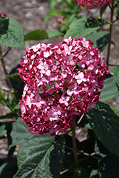 Invincibelle Ruby Hydrangea (Hydrangea arborescens 'NCHA3') at Bayport Flower Houses