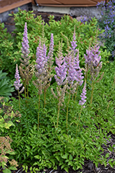 Dwarf Chinese Astilbe (Astilbe chinensis 'Pumila') at Bayport Flower Houses