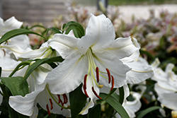 Casa Blanca Lily (Lilium 'Casa Blanca') at Bayport Flower Houses