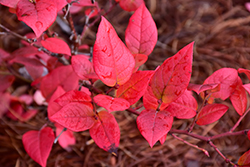 Northland Blueberry (Vaccinium corymbosum 'Northland') at Bayport Flower Houses