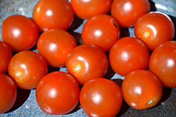 Sweet 100 Tomato (Solanum lycopersicum 'Sweet 100') at Bayport Flower Houses
