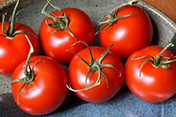 Patio Tomato (Solanum lycopersicum 'Patio') at Bayport Flower Houses