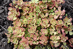 Pink Form Southern Stonecrop (Sedum nevii 'Pink Form') at Bayport Flower Houses