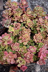 Pink Form Southern Stonecrop (Sedum nevii 'Pink Form') at Bayport Flower Houses