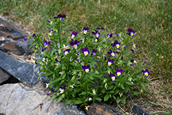 Johnny Jump-Up (Viola tricolor) at Bayport Flower Houses
