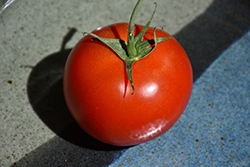Early Girl Tomato (Solanum lycopersicum 'Early Girl') at Bayport Flower Houses