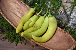 Banana Pepper (Capsicum annuum 'Banana') at Bayport Flower Houses