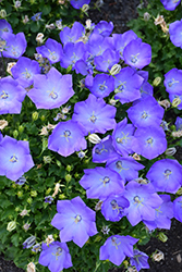 Rapido Blue Bellflower (Campanula carpatica 'Rapido Blue') at Bayport Flower Houses