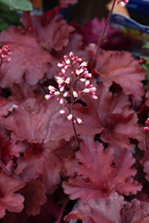 Forever Red Coral Bells (Heuchera 'Forever Red') at Bayport Flower Houses