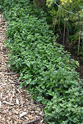 Peppermint (Mentha x piperita) at Bayport Flower Houses