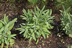 Common Sage (Salvia officinalis) at Bayport Flower Houses