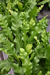 Bird's Nest Fern (Asplenium nidus) at Bayport Flower Houses