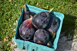 Mission Fig (Ficus carica 'Mission') at Bayport Flower Houses