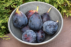 Brown Turkey Fig (Ficus carica 'Brown Turkey') at Bayport Flower Houses