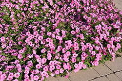 Easy Wave Pink Passion Petunia (Petunia 'Easy Wave Pink Passion') at Bayport Flower Houses