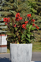 Tropical Bronze Scarlet Canna (Canna 'Tropical Bronze Scarlet') at Bayport Flower Houses