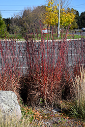 Red October Bluestem (Andropogon gerardii 'Red October') at Bayport Flower Houses