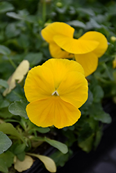 Sorbet XP Yellow Pansy (Viola 'Sorbet XP Yellow') at Bayport Flower Houses