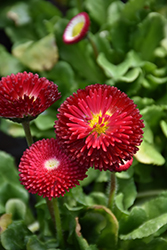 Bellisima Red English Daisy (Bellis perennis 'Bellissima Red') at Bayport Flower Houses