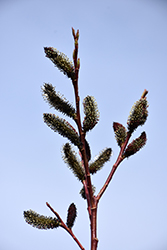 Black Pussy Willow (Salix gracilistyla 'Melanostachys') at Bayport Flower Houses