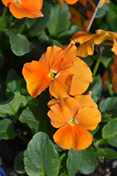 Penny Orange Pansy (Viola cornuta 'Penny Orange') at Bayport Flower Houses