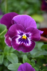 Cool Wave Raspberry Pansy (Viola x wittrockiana 'PAS1196270') at Bayport Flower Houses