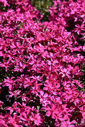 Scarlet Flame Moss Phlox (Phlox subulata 'Scarlet Flame') at Bayport Flower Houses