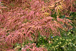 Villa Taranto Japanese Maple (Acer palmatum 'Villa Taranto') at Bayport Flower Houses